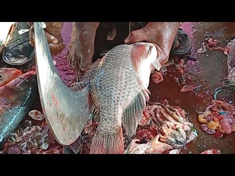 Professional Tilapia Fish Cutting | Satisfying Fish Processing Video