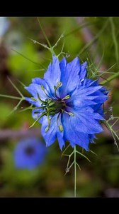 Utilisations des graines de nigelle 😋. Pour les allergies, il faut attendre 3 semaines avant de voir pleinement les effets. Pour l'inhalation sèche avec la gaze. Il faut écraser les graines de nigelle avant. Elle apporte une légère aide respiratoire. Ses effets sont notamment dus à la thymoquinone une molécule anti-inflammatoire et antioxydante. Tu aimes ? Voici mon article sur les graines de nigelle : https://www.herissejeromenaturopathe.com/post/les-graines-de-nigelle Graines de nigelle en ay