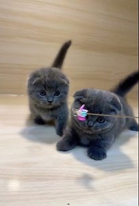 Kittens Being Goofy – Cute Chaos!