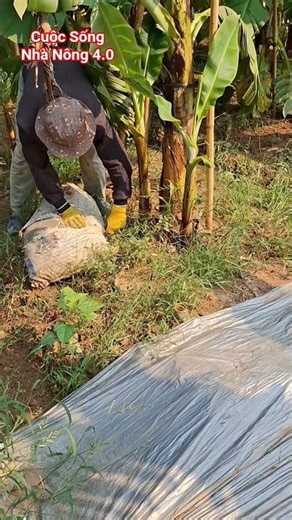 Composting technology helps farmers save time and increase productivity in their pink banana gard...