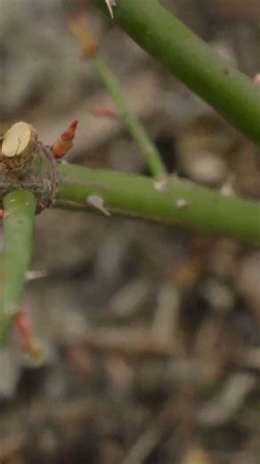 Texas A&M AgriLife Extension Service on Instagram: "Roses are red, Pruning is key, Trim them back now, For blooms you'll soon see!🌹✂️ Click the link in our bio for more information on rose pruning!"
