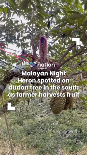 9.7K views · 122 reactions | Malayan Night Heron spotted on durian...
