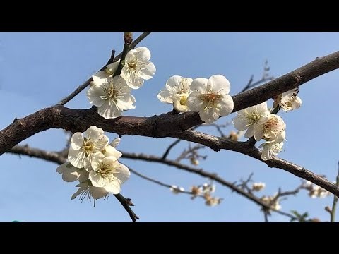 Fei Yu Ching/費玉清- (一翦梅) .Yi Jian Mei. A Spray Of Plum Blossoms [english & chinese lyrics]