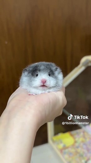 Cute Hamster Bear Adventures for Animal Lovers
