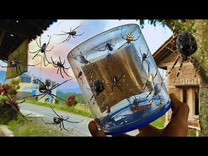 Hunting unbelievable spider in backyard !! gagamba, weaver orb spider