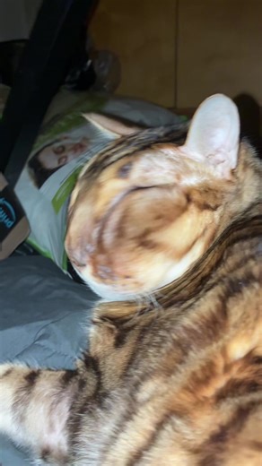 My cat got stung by a bee