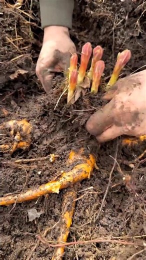 The process of extracting ginseng plants from the forest