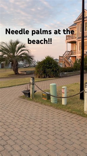 Needle Palms at the Beach 🌴 Atlantic Beach NC
