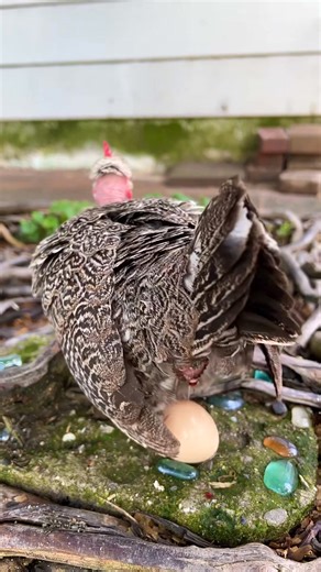 Mini rooster and egg. #rooster #minirooster #eggs | Rooster world