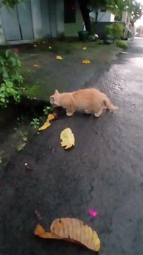 Oyen wants to go into the cave #awesome #cat #fun #youtubeshorts #animals #pet #cat #cute #entert...
