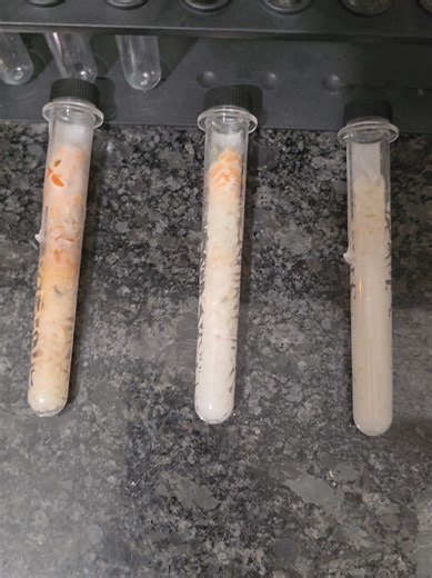 Day 20 PSA- Make sure you guys comment what you want me to say to the new batch of rice bad and good things. Speaking positively versus negatively to rice to see what effects it has on the quality over time. results continuing to surprise me. The neutral/neglect is starting to look increasingly worse. My theory is that some kind of energy is better than none. Cause and effect. @joshblueyoung so you can follow along #fyp #scienceexperiments #Science #experiment #energy