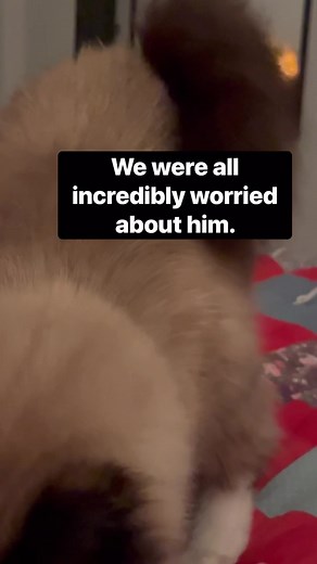 Finding our cat George 😢 #cats #missing #found | Luna & Ghost