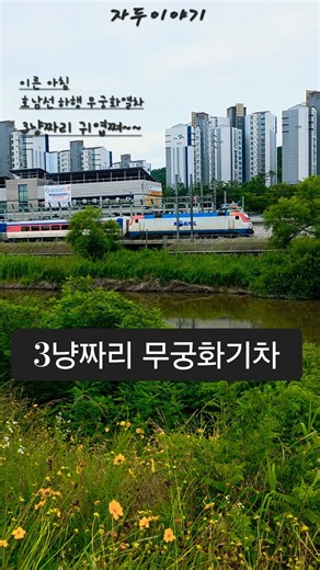 3냥짜리기차 #원두동생자두 #자두이야기 #호남선 #반려동물입양 #사지말고입양하세요 #댕댕이산책