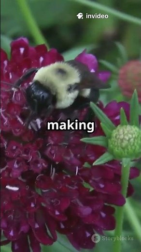 Why Do Bees Dance? The Secret Language of the Hive