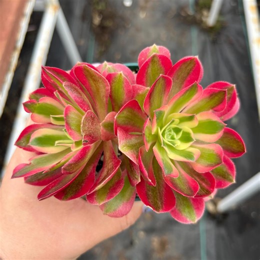 4” Aeonium Medusa - Etsy