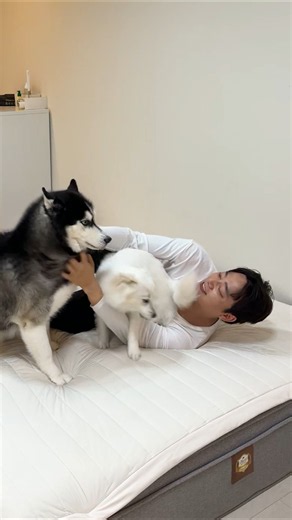 강아지 아빠의 주말 #감자옹심이 #허스키 #대형견 #dogshorts #주말 #강아지