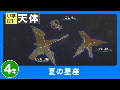 小学理科 天体｜４年｜夏の星座