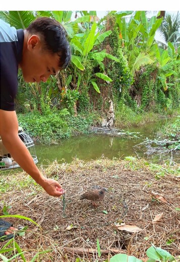 Báo Bổi Đầu Vụ Cu Gáy Malaysia