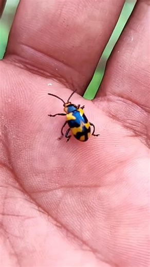 I found unique animals and cute insects, catching and observing insects so that we know that there