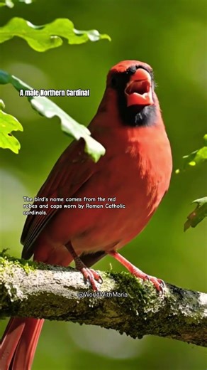 Male Northern Cardinal #worldwithmaria #birdwatching #cardinals #birdspecies #birdsong ##birdsounds