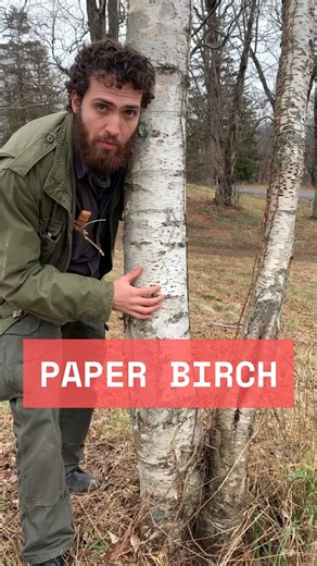Levi O’Brien on Instagram: "Paper birch (Betula papyrifera) is an incredibly important pioneer species in the Northern US and boreal forest of North America. Here we briefly discuss its identification. Soon, we’ll go much deeper! . #tree #trees #plant #plants #botany #garden #gardening #Forest #forestry #arborist #dendrology #horticulture"
