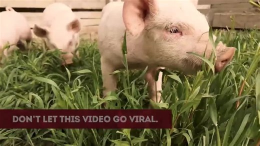 File:Don’t Let African Swine Fever Go Viral - USDA Animal and Plant Health Inspection Service.webm - Wikimedia Commons