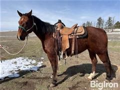 Goose, Bay Quarter Horse 16YO Gelding (Grade) | Livestock