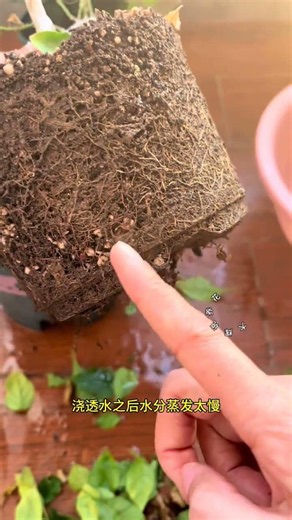 Summer Bougainvillea Watering Tips: Avoid Root Suffocation