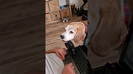 What it's actually like trying to work from home with a beagle