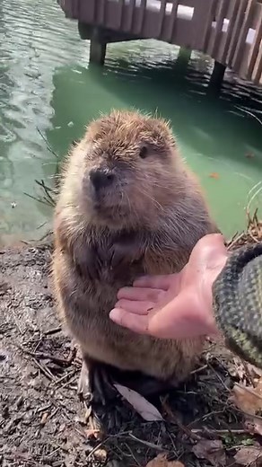 15K views · 989 reactions | I’m going to make you all beaver experts...
