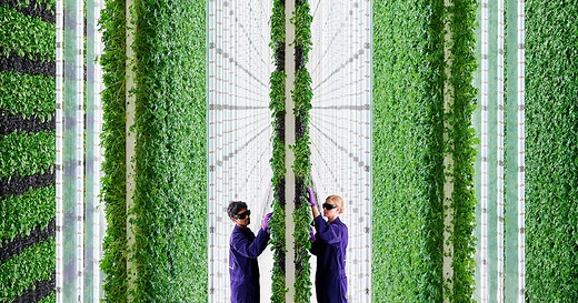 Careers at Plenty | Growing the Future Together