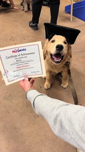 Certified good boy 🎓🐶 Watch to see some of the useful skills taught in PetSmart’s Puppy Training! Sign up for your puppy for training in-store or online at PetSmart.ca 🐕 #petsmartcanada #petsmartcanada #puppytraining