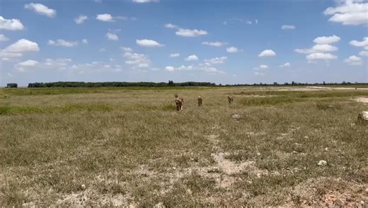3.4K views · 59 reactions | 女 Lions Roam the Masai Mara on a Hunt...