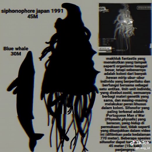 Exploring the Lion's Mane Jellyfish: Ocean's Giant