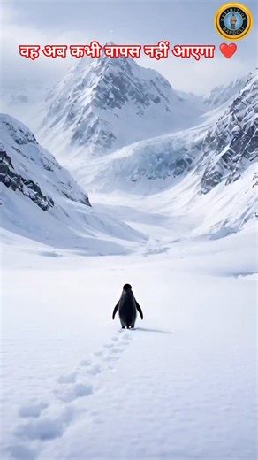 DEFINITION_BARDOLI on Instagram: "सब छोड़ अकेले मौत के सफर पर क्यों निकला 'बागी' पेंगुइन? 19 साल पुराने वीडियो की दर्दनाक कहानी यह कहानी है 2007 की और इसका नायक वह छोटा सा पक्षी है जिसने 'भीड़' का हिस्सा बनने से इनकार कर दिया था। आइए समझते हैं कि यह पुराना क्लिप अचानक 2026 में इतना चर्चित क्यों हो गया। आजकल सोशल मीडिया पर एक अजीब सी हलचल है। एक तरफ दुनिया के सबसे ताकतवर देश, अमेरिका के वाइट हाउस से राष्ट्रपति डोनाल्ड ट्रंप की एक एडिटेड तस्वीर शेयर की जाती है, जिसमें वे एक पेंगुइन के साथ बर्फीले 