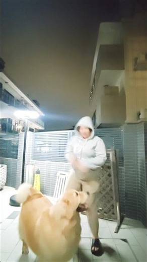 🤣🤣 my buddy goldie luby #goldenretriever #viralvideo #dog #doglife #dogs#doglover #duet