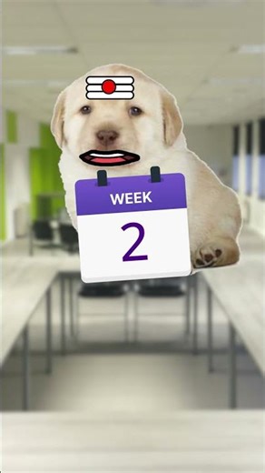 Interview-ல English வரலையா? 😨 Cheems ஓட Secret என்ன? #MySivi