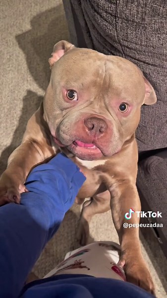 American Bully Moments: Funny Dog Videos Compilation
