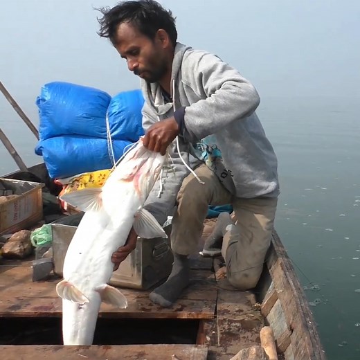 4.2M views · 45K reactions | River Fishing Video.#fishing #fishingvideos #fish #reels #reelsvideo #reelvideo #fbreelsvideo #reel #shorts | Village Fishing | Facebook