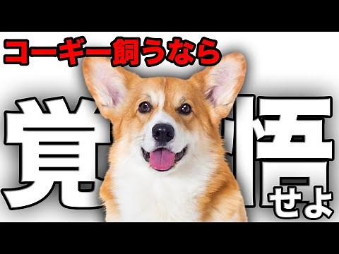 [Explanation] Check this out before you get one! We'll tell you about the charms of Corgis and th...