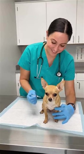 Funny Puppy Reaction to Injection