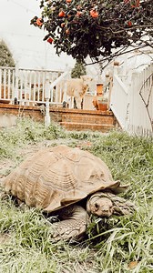 Solar Lawn Mower Activated☀️🐢 🌱 #sulcatatortoise #tortoiselove #tortoiselife #solarlawnmower #greengrass #babycow #highlandcow #minihighlandcow | Flowertown Charm