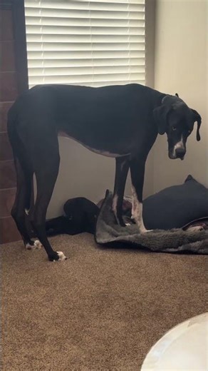 When your Great Dane knows he messed up #dogs #guiltylook #funnydog