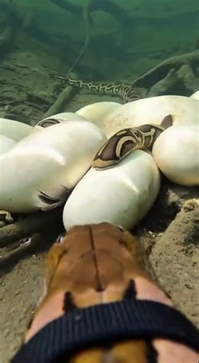 Let’s see what the world looks like with a GoPro on a Burmese python 🐍📷#AIVideo#Wildlife#Nature