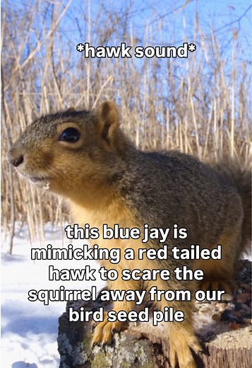 Blue Jays Mimicking Hawks: A Wildlife Observation