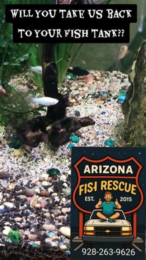 All these mollies and so many more need new waters!! pm to come to the rescue today!!! #molly #mollies #fishtank #aquariumfish #savethefishies | Pendley's Plentiful Pets, Fish Tank Cleaning - Arizona Fish Rescue