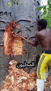 لقد صنعوا بيتًا كاملاً داخل شجرة قديمة!