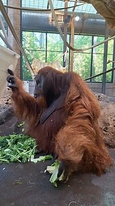 12K views · 437 reactions | 獵 Celebrate International Orangutan Day with us! Swing by the Zoo today and join our education team for fascinating facts and hands-on activities. Let’s learn together how we can protect these orangutans and their habitats. Don’t miss out—come visit and be part of the conservation action! #InternationalOrangutanDay #Orangutan #SedgwickCountyZoo | Sedgwick County Zoo | Facebook
