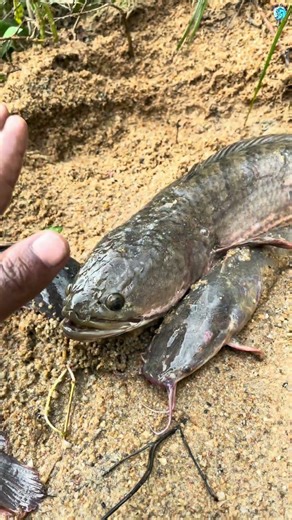 Shol Fish Attack 😱 | Big Snakehead Catch #shorts