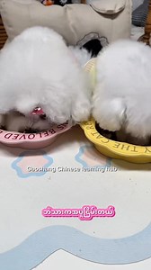 Learning Chinese with cutie 😁😁 #chineselanguagecourse #chineselanguage #foryou #fypage #petlovers #doglover #毛孩子 #fypageシ #pet #dog#justforfun | Gao Shang Chinese Learning Hub